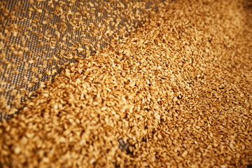 Abundance of golden wheat grains