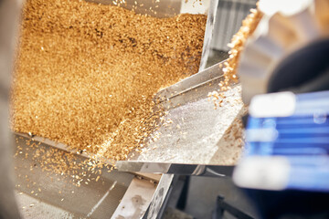 Golden wheat grains sorting and drying in the machine