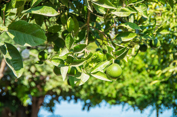 Lime or green lemon growing on a tree in a citrus garden, green leaves on the tree.