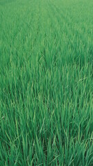 rice field close up