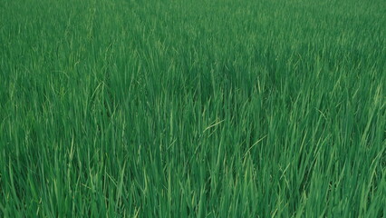 rice field close up