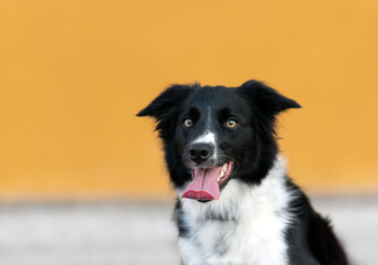 one black and white border collie dog with the tongue out lookins at the camera with a yellow background 