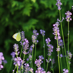 Naklejka na ściany i meble Beautiful yellow Gonepteryx rhamni or common brimstone butterfly on a purple lavender flower in a sunny garden.