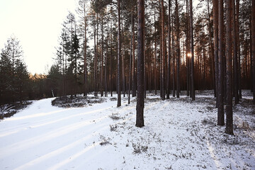 winter forest landscape covered with snow, december christmas nature white background