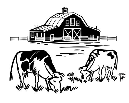 recommend clip art: Cows graze eating grass in meadow. Handmade ranch in black and white outline. Vector illustration of building with fence in countryside.