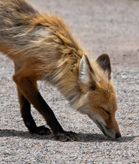 Close-up view of a wild orange fox eating something off of a gravel path in a park. There are many details on the fox's fur and face.