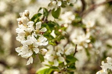 Bees next to blossom white apple tree in spring