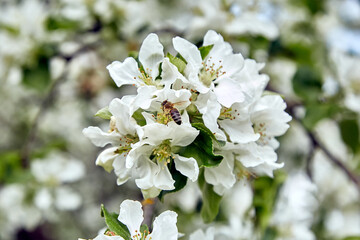 Bees next to blossom white apple tree in spring