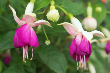 Closeup of pink blossoms of Fuchsia, beautiful ornamental shrub in the garden with blossoms of magenta colour.