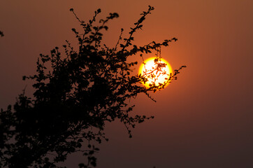 Beautiful sunset with tree leafs in Indian forest countryside