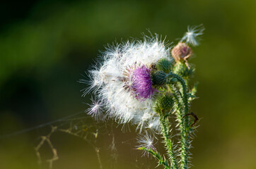 Weed flower covered by fluff