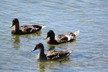 ducks on the lake