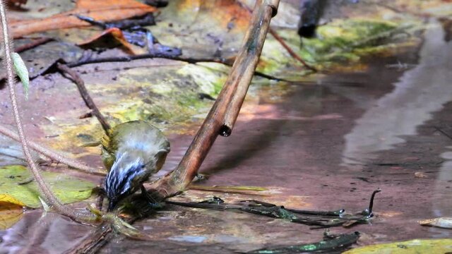 Grey-throated Babbler nature bird dring and play water.