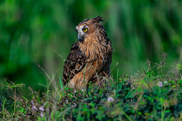 Barred Eagle-Owl or Bubo Sumatranus (scientific name) is enjoying morning sunshine at  green savanna with weeds bokeh background.