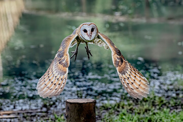 This White Barn Owl with scientific name of Tyto Alba is flying to catch its prey with lake view bokeh background.