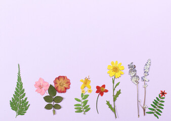 Dried Flowers on Pink Paper For Background