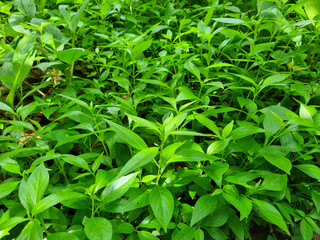Antiviral medicinal plants Andrographis paniculata