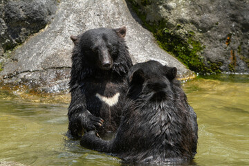 Okuhida, Nagano, Japan, 2021-26-07 , Black bears at the Okuhida zoo where tourists can see over a hundred japanese black bears.