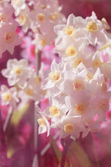 Naklejka na ściany i meble Daffodils in spring garden with pink flowers