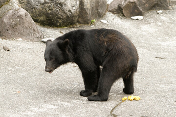 Okuhida, Nagano, Japan, 2021-26-07 , Black bears at the Okuhida zoo where tourists can see over a hundred japanese black bears.