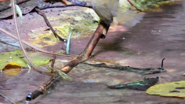 Grey-throated Babbler nature bird dring and play water.