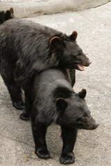 Okuhida, Nagano, Japan, 2021-26-07 , Black bears at the Okuhida zoo where tourists can see over a hundred japanese black bears.