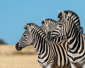 Fototapeta na wymiar zebras looking across a plane 