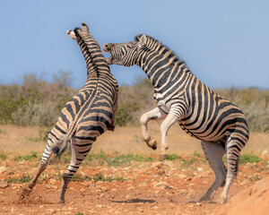 two zebras fighting in the mating season