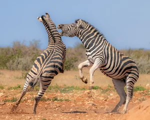 Küchenrückwand glas motiv two zebras fighting in the mating season © pschoema