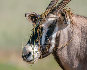 oryx with grass on its head