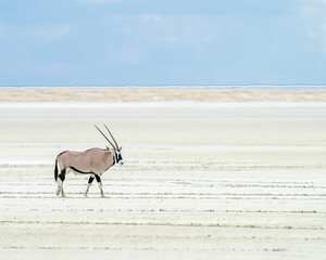 lone oryx on a salt pan