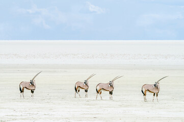 four oryx looking back on a salt pan