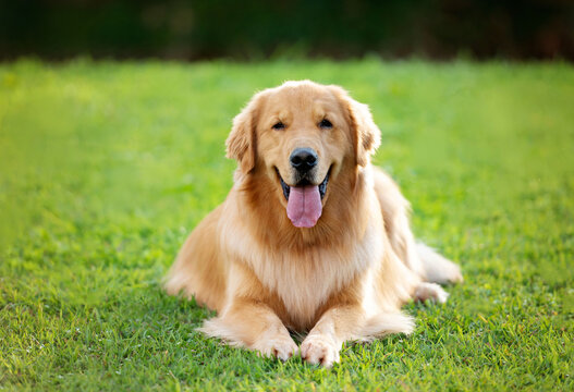 one golden retriever dog with the tongue out resting on the green grass looking to the camera 