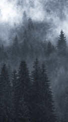 Scenic forest foggy background