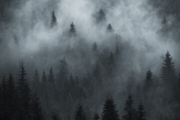 Fototapeta na wymiar Scenic forest foggy background