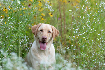 one yellow lab dog posing and looking to the camera smiling with the tongue out among white and yellow wildflowers 