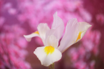 Fototapeta na wymiar White Iris in Springtime garden With Pink Bokeh,