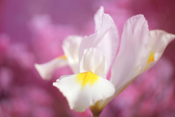 Obraz na płótnie Canvas White Iris in Springtime garden With Pink Bokeh,