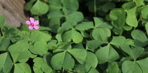 Oxalis Wood Sorrel With Pink Flowers Shallow DOF
