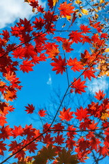 Fototapeta na wymiar red autumn maple leaves against sky