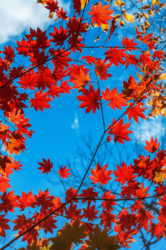 red autumn maple leaves against sky