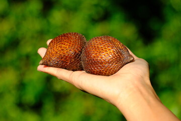 Indonesia Batam - Salak - Salacca zalacca - Snake fruit