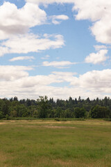 Fototapeta premium field and blue sky