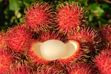 Indonesia Batam - Rambutan fruits - Nephelium lappaceum