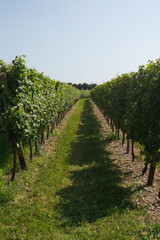 Fototapeta na wymiar green rows of vineyards, pattern. Winemaking. Background