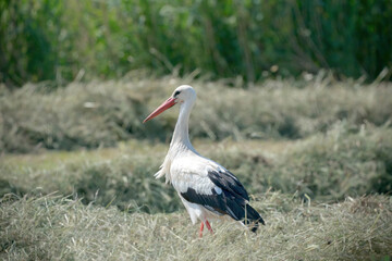 White stork standing in the hay on the meadow. With shadow, viewed from the side. In Vintage Colors
