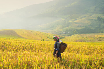 Fototapeta na wymiar Green Rice fields on terraced in Mu cang chai, Vietnam Rice field