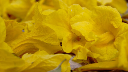 Luscious fur and rough surface of yellow flower in close range