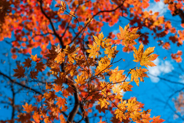 maple autumn leaves on blue sky