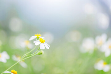 Camomile Spring flower background Beautiful meadow.flowers field wide background in sun light.